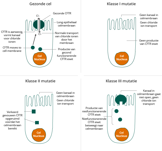 CF Mutations van de gezonde cel naar klasse 3 mutatie (illustration)